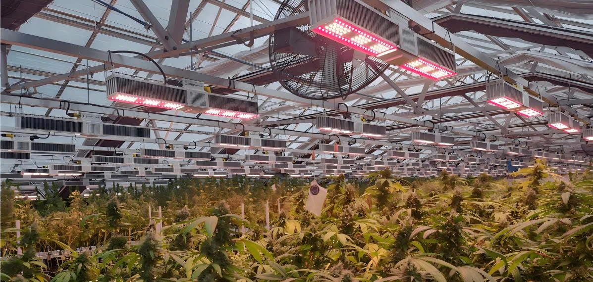 LED grow lights for greenhouse.jpg