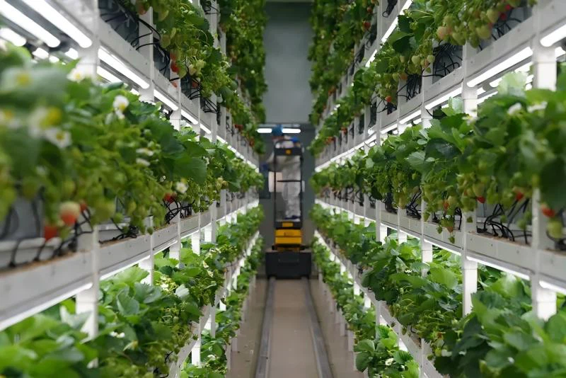 Vertical strawberry farming Vertical strawberry farming