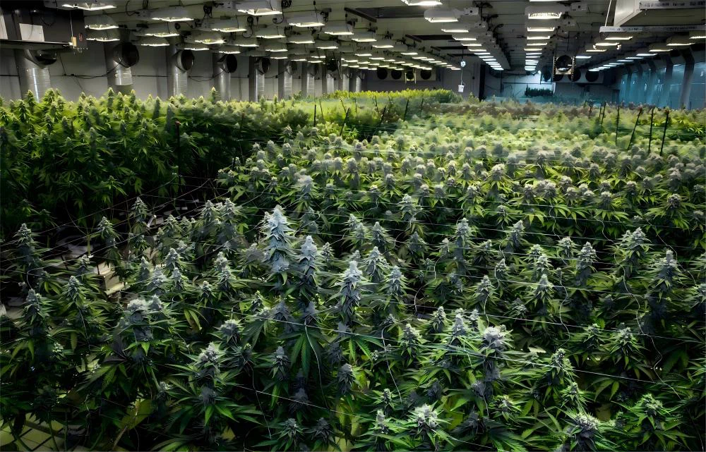 Medical plant Medical plant