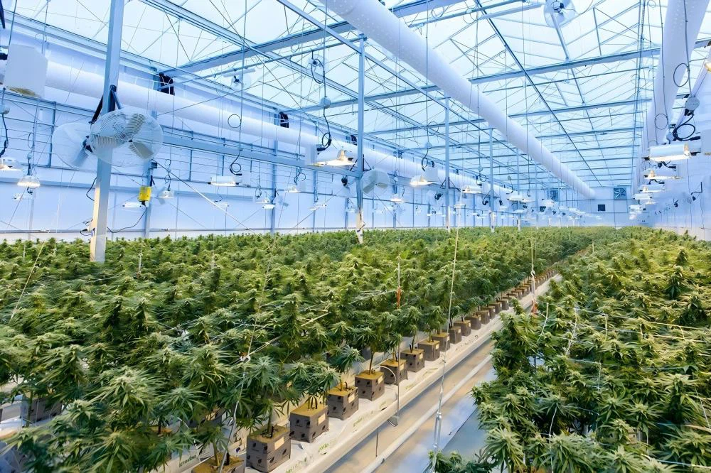 Medical Cannabis.jpg