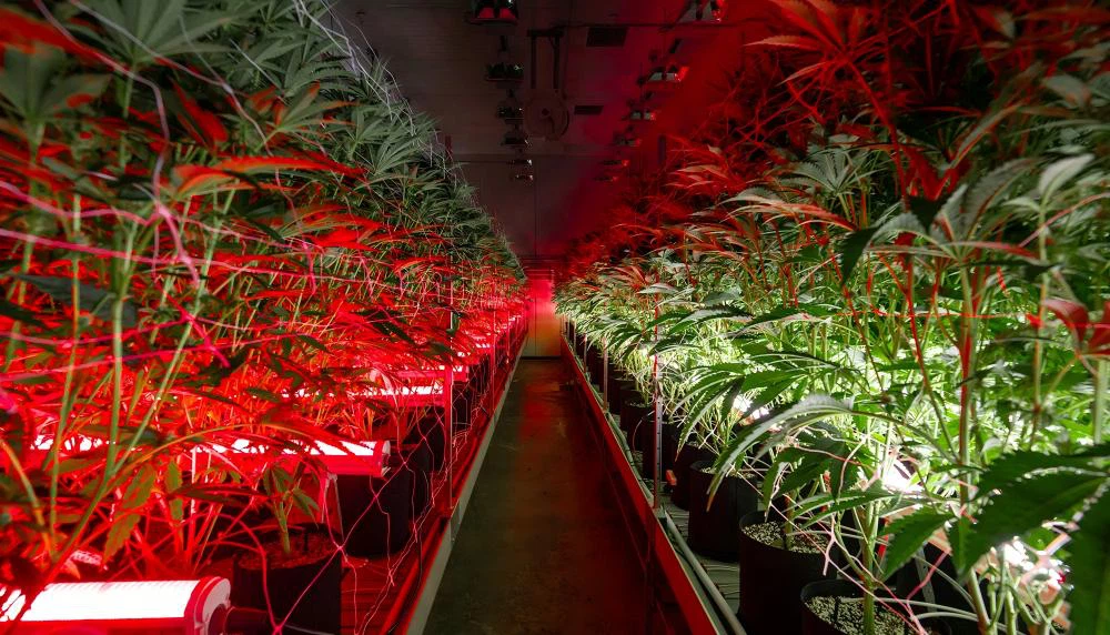 under canopy grow lights.jpg